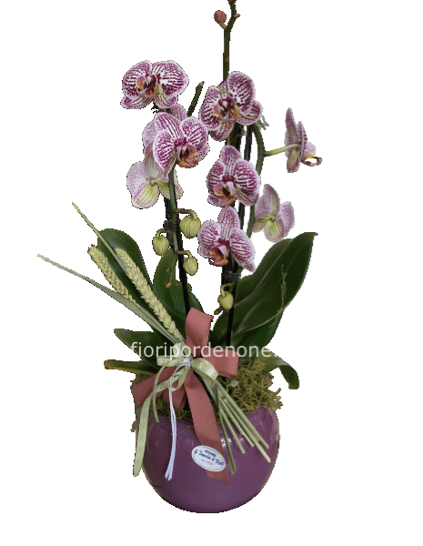 Phalaenopsis “screziata”