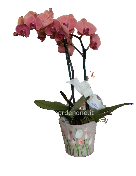 Phalaenopsis color albicocca