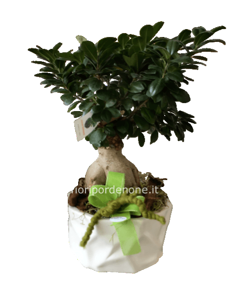 Bonsai ficus ginseng