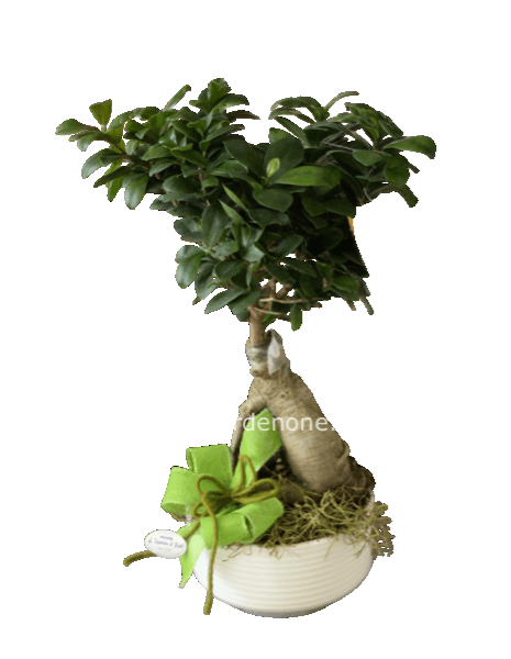 Bonsai ginseng