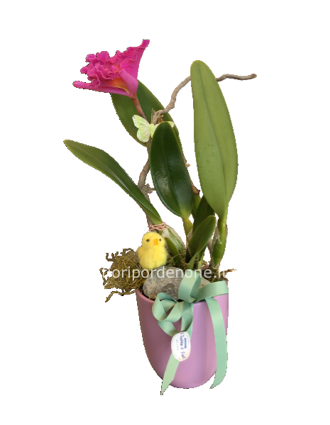 Orchidea cattleya