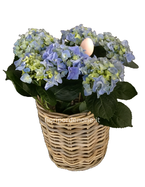 Ortensia media ( colore secondo disponibilità)