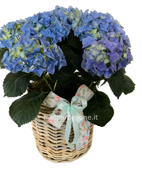 Ortensia media ( colore secondo disponibilità)