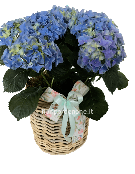 Ortensia media ( colore secondo disponibilità)