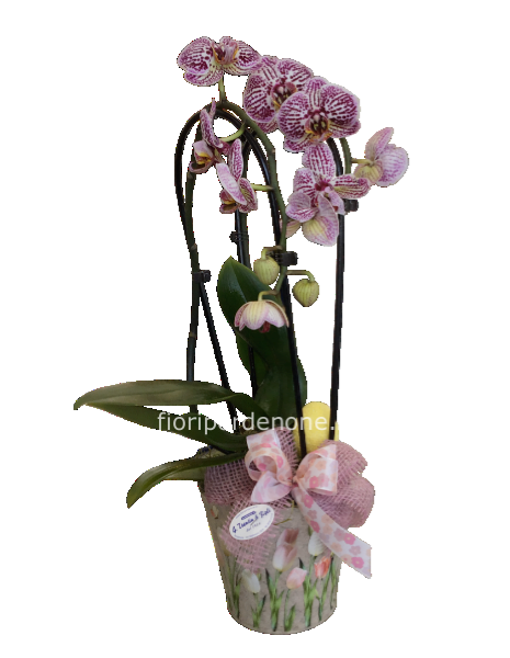 Orchidea vaso tulipani