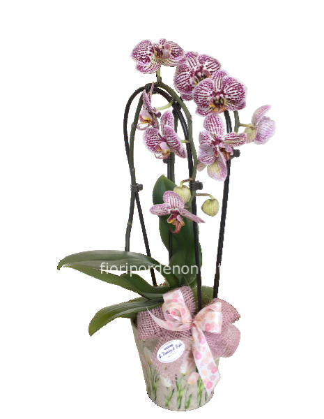 Orchidea vaso tulipani