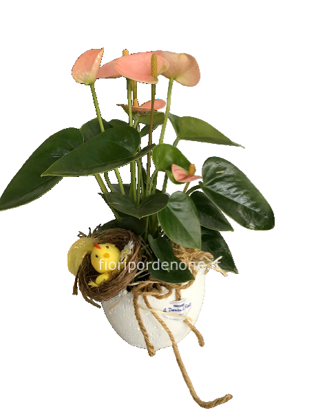 Anthurium     Di pasqua