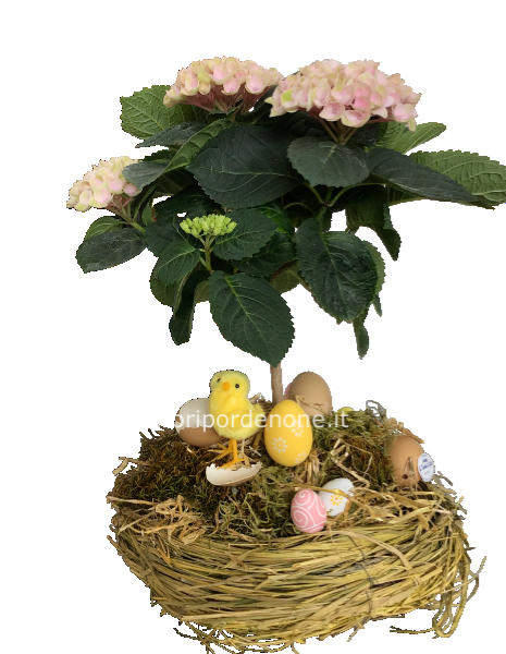 Ortensia alberello  con nido