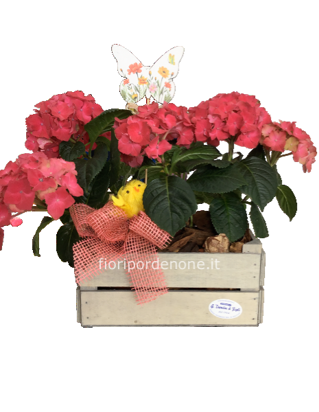 Cassetta ortensie rosse