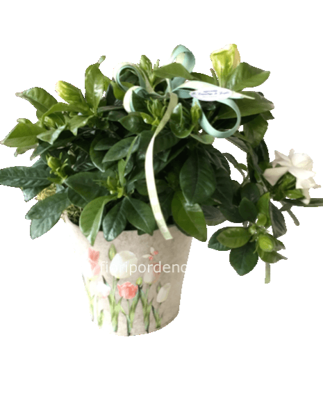 Gardenia