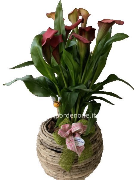 Calla rossa in cesta di vimini