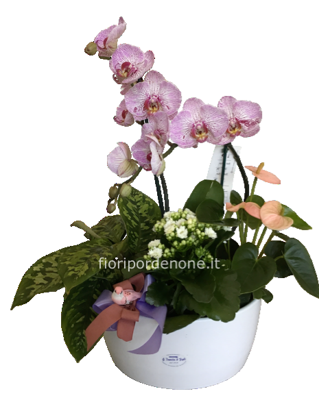 Ciotola con orchidea e altre piante da interno