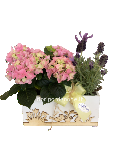 Cassetta con ortensia e lavanda stoechas