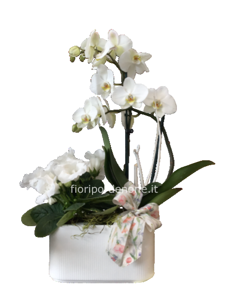 Vaschetta  orchidea arco e gloxinia