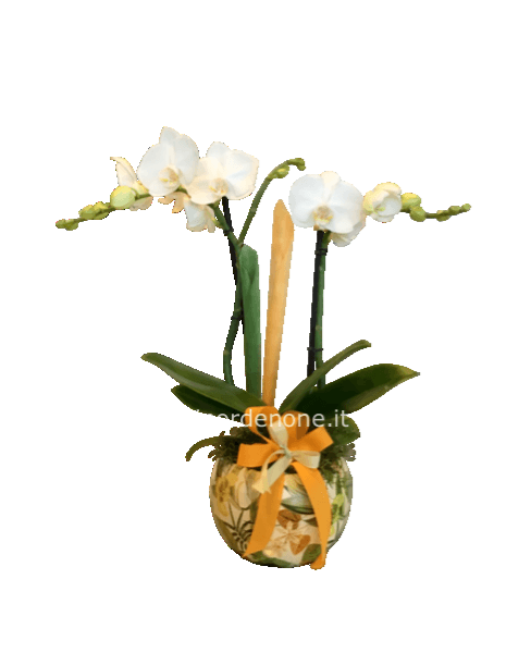Phaleonopsis bianca