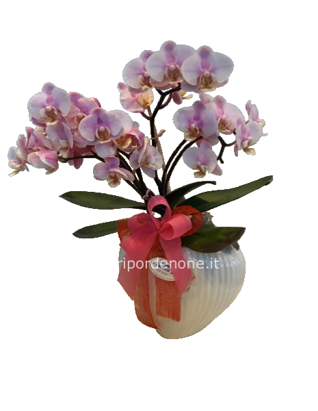 Phaleonopsis  cuore  