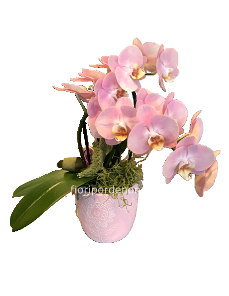 Phaleonopsis rosa doppio