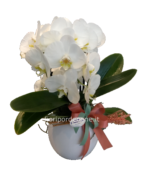 Phaleonopsis doppio bianco