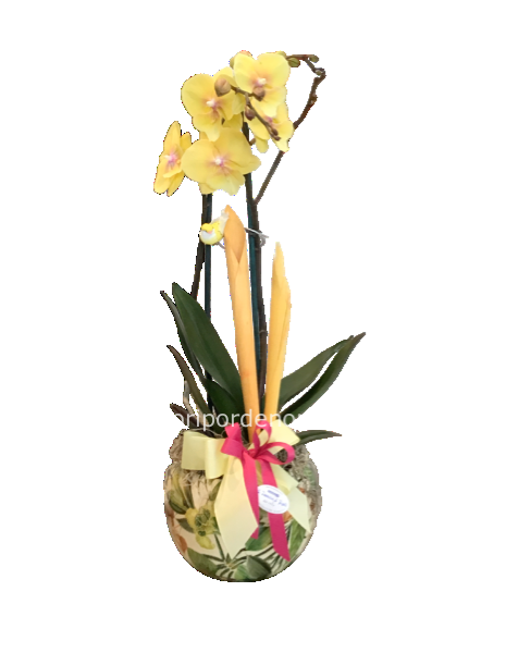 Phaleonopsis gialla