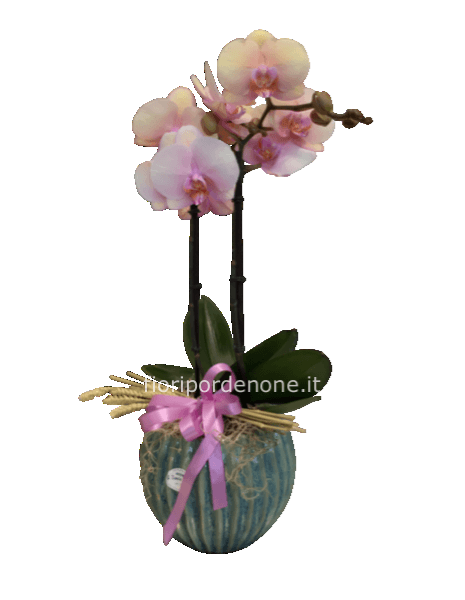 Orchidea ‘ cascade’