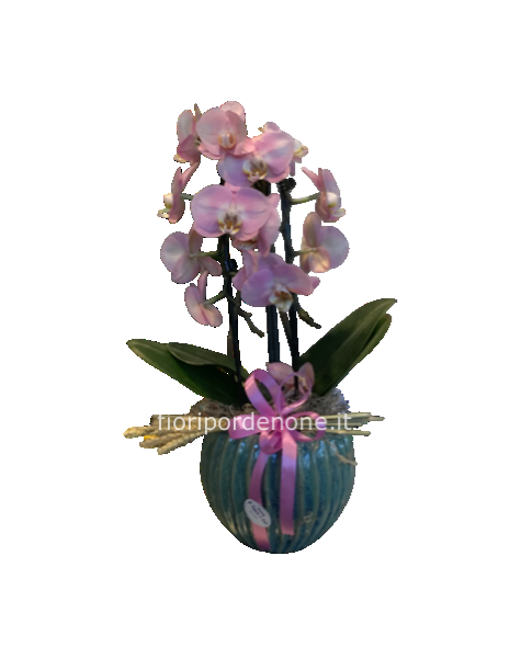 Orchidea ‘ cascade’