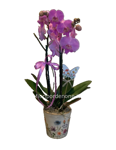Orchidea farfalla