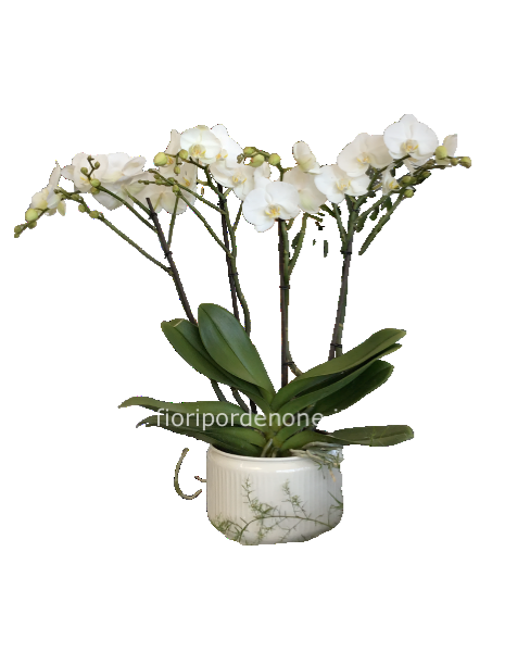 Phaleonopsis “SUPREMA “