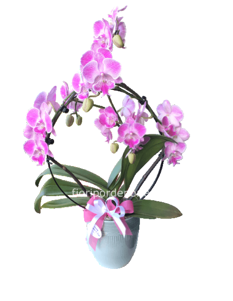Phaleonopsis ‘ arco fucsia’