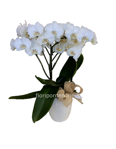 Phaleonopsis bianca