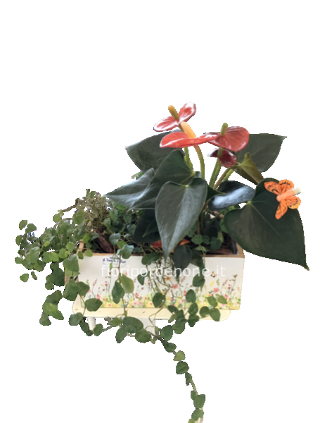 Vaschettina “ colorata” con Anthurium e pianta  verde
