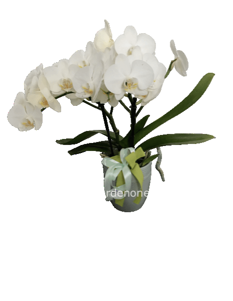 Phaleonopsis bianca