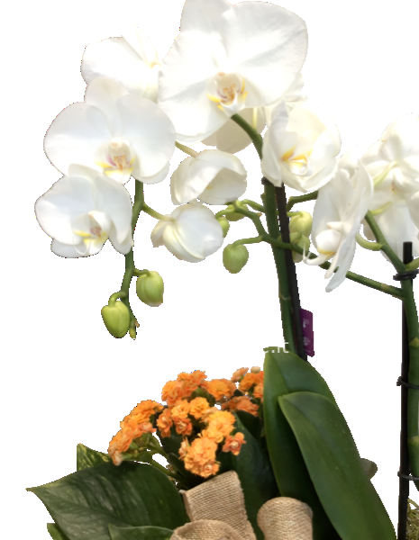 Cp mista con orchidea