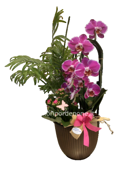 Cp  mix ochidea viola