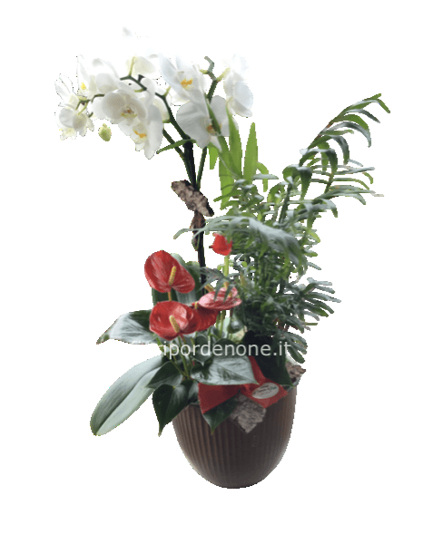Cp mix ochidea ed Anthurium
