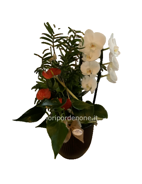 Cp mix ochidea ed Anthurium