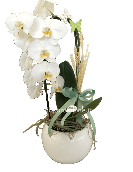 Phalaenopsis ‘ cascade’