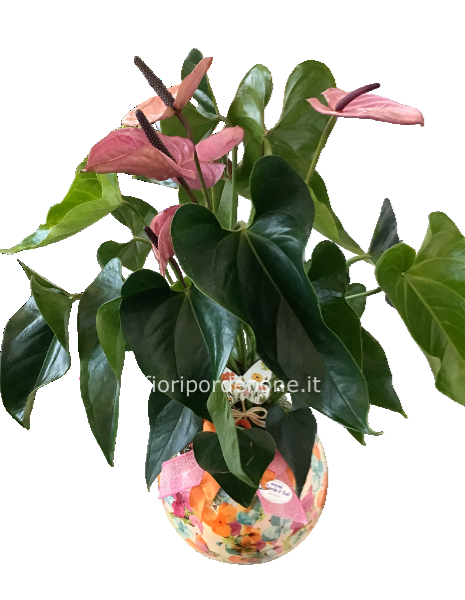 Anthurium bordeaux 