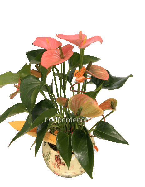 Anthurium rosa medio