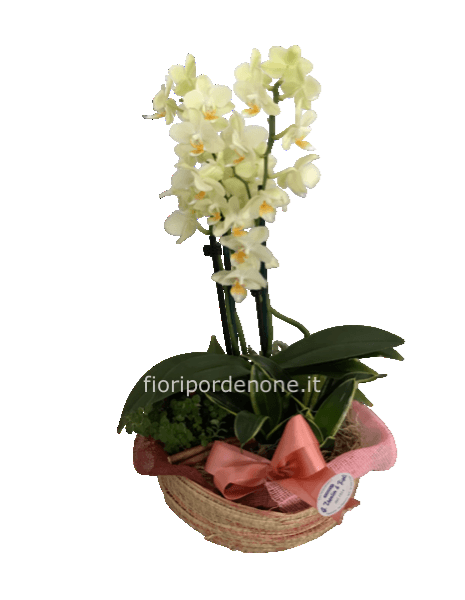 Cestino con piantine verdi da interno ed orchidea
