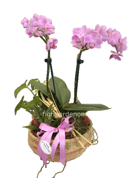 Cestino con piantine verdi da interno e orchidea