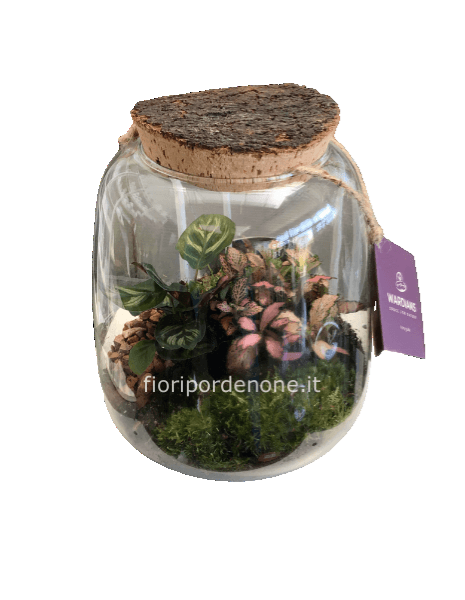 Terrarium 23x 15