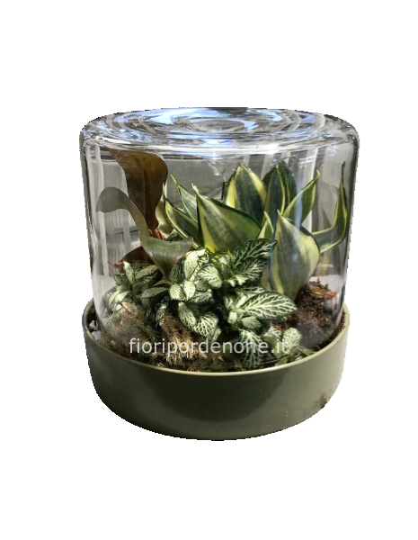 Terrarium “ dome”