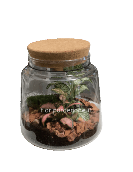 Terrarium h15x 12