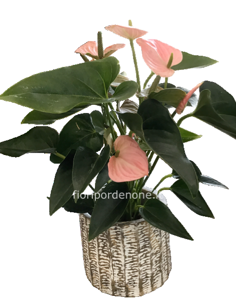 Anthurium rosa