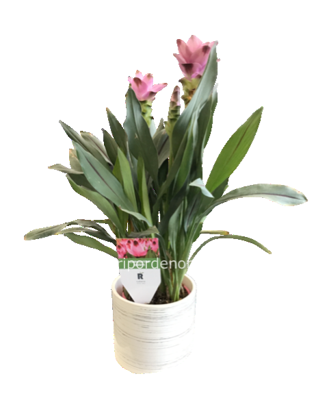 Pianta di curcuma