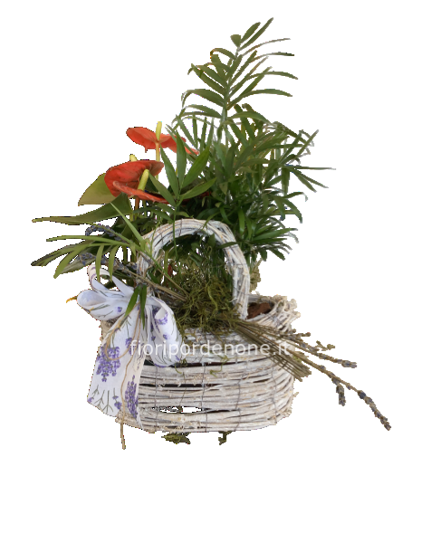 Cestino con Anthurium e chamaedorea
