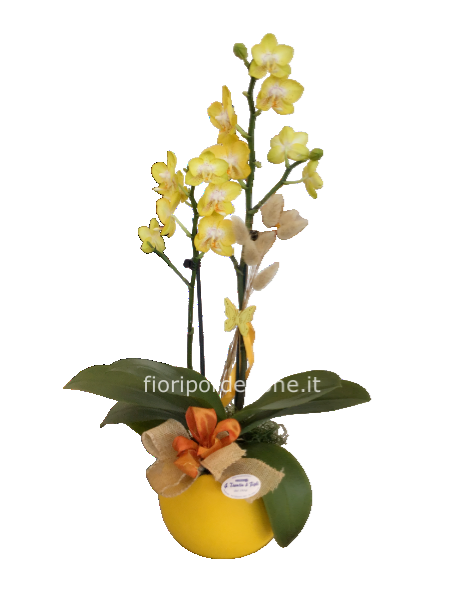 Orchidea gialla