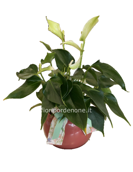 Anthurium bianco vs 9 cm