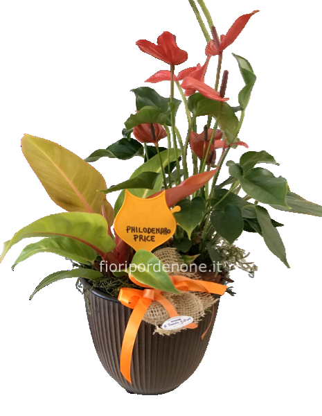 Cp Anthurium e philodendro