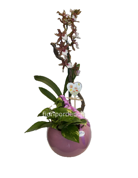 Cp orchidea cambria